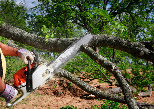 Best Tree Maintenance Programs  in Hebbronville, TX